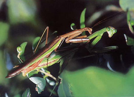 陸上昆虫類等 オオカマキリ