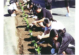 河頭中学校 植え付けの様子