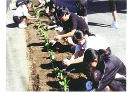 河頭中学校　植え付けの様子