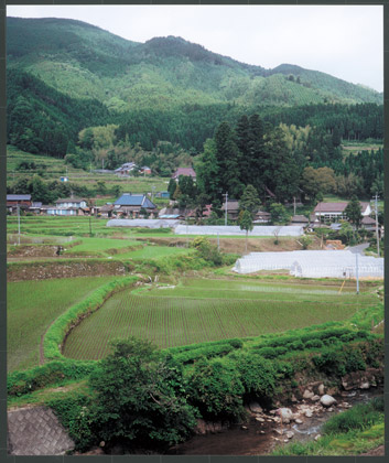 15.田植え直後の水田（畑瀬地区）