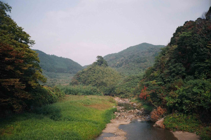 5.川辺にそびえる天神杉