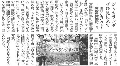 ジャカランダぜひ見に来て　2008年4月26日西日本新聞
