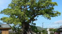 川古の大楠公園駐車場