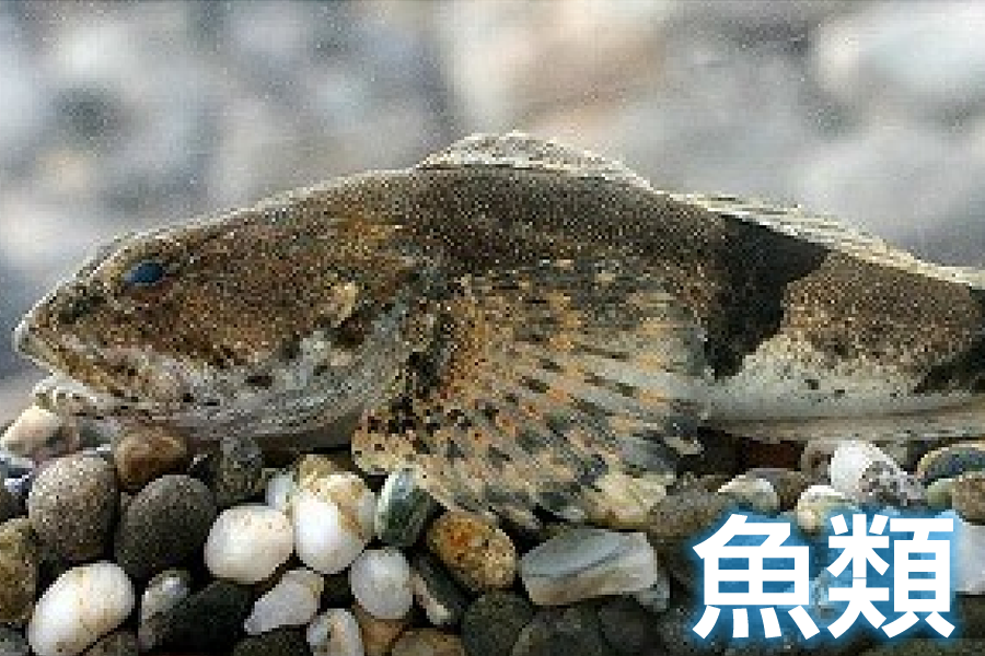 魚類