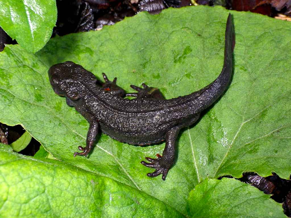 アカハライモリ