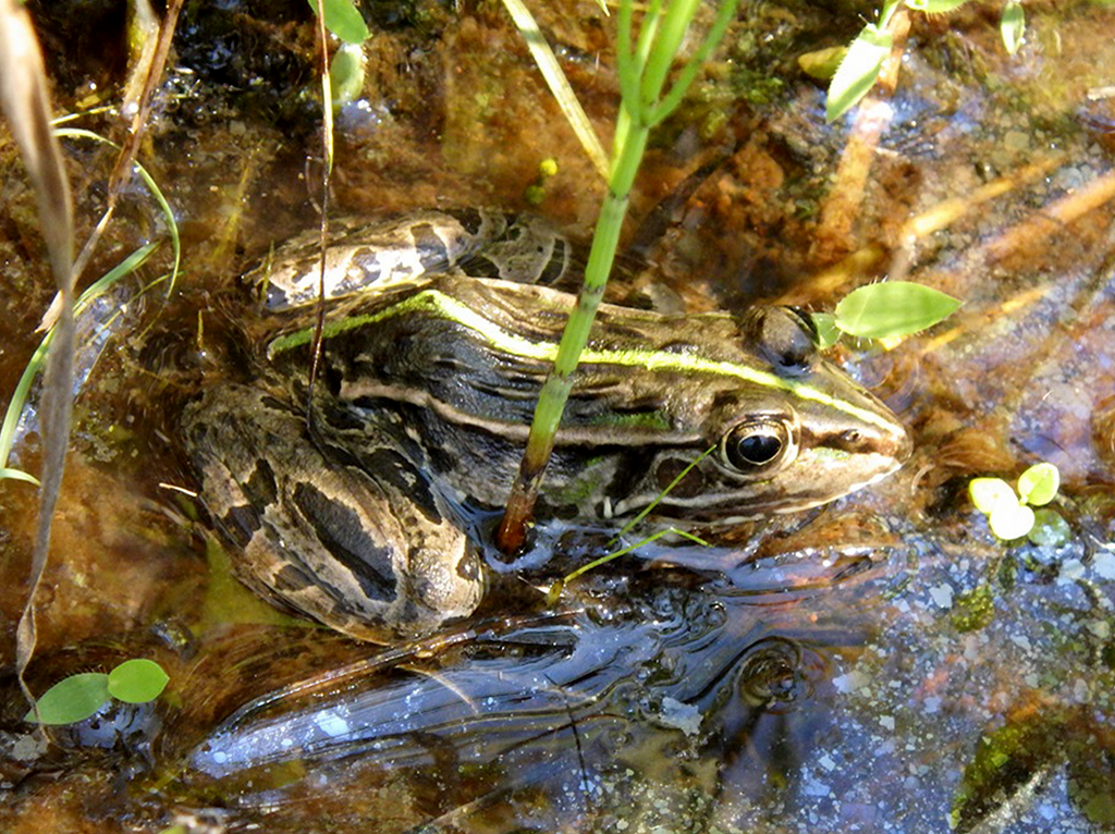 トノサマガエル