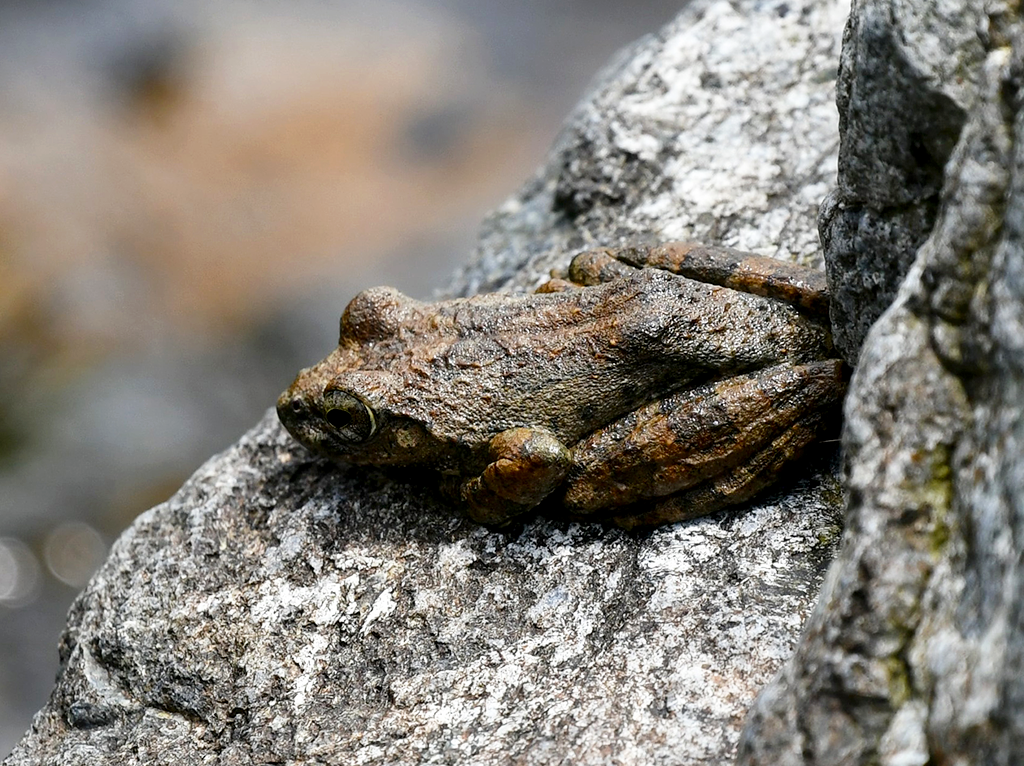 カジカガエル
