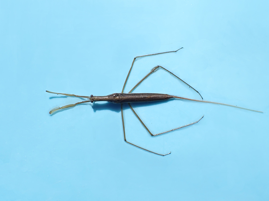ミズカマキリ