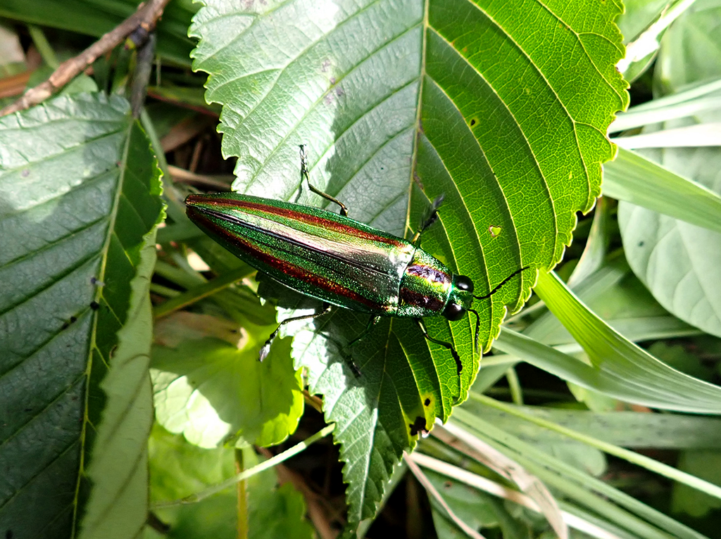 タマムシ
