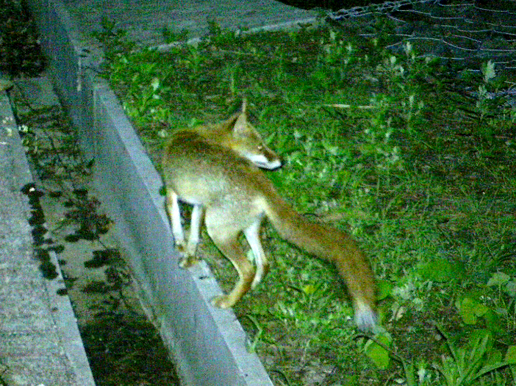 キツネ
