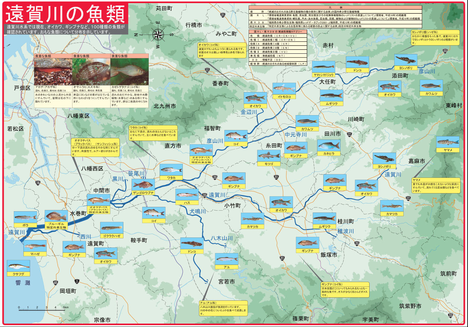 遠賀川の魚類