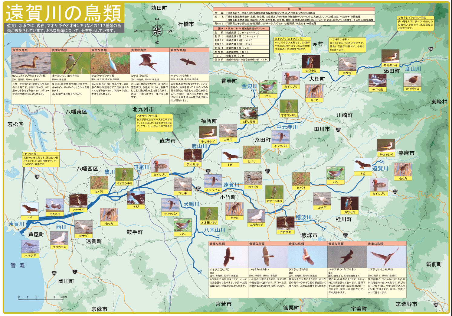 遠賀川の鳥類