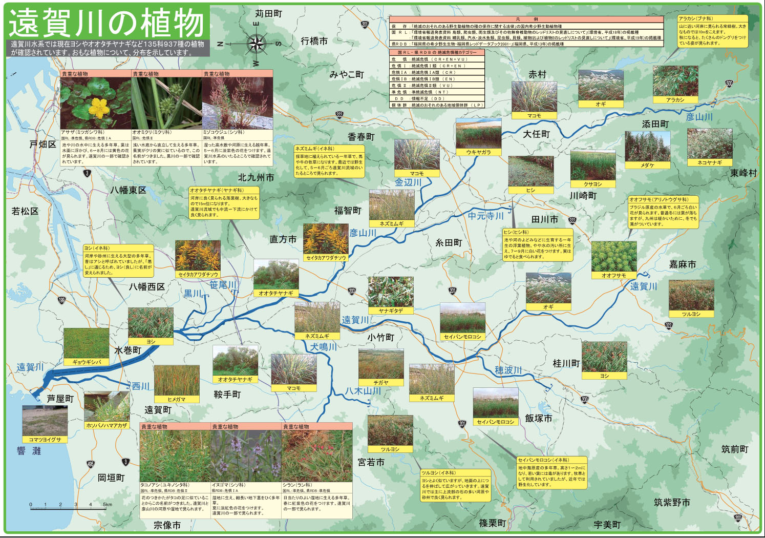 遠賀川の植物