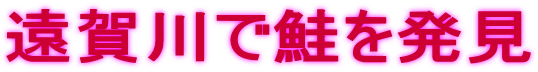 遠賀川で鮭を発見