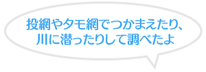 投網やタモ網でつかまえたり、川に潜ったりして調べたよ