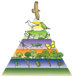生態系ピラミッドの図