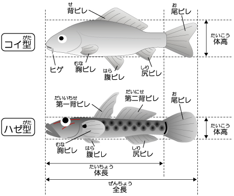 魚の体の名前