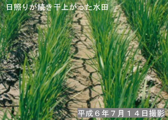 平成6年渇水時状況写真3（日照りが続き干上がった水田）