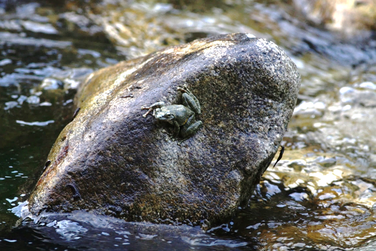 カジカガエルの写真