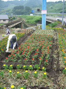 佐賀県唐津市厳木町牧瀬「ふれあい花畑」にて今年も「花植え体験」を行いました。