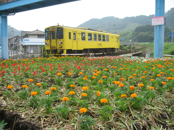 植えた花と唐津線の列車　写真