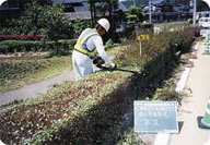 街路樹の剪定（せんてい）