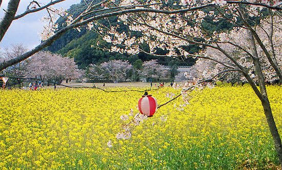 丸山公園(薩摩川内市樋脇町)