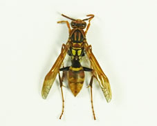 ヤマトアシナガバチ