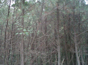 クロマツ林の過密化