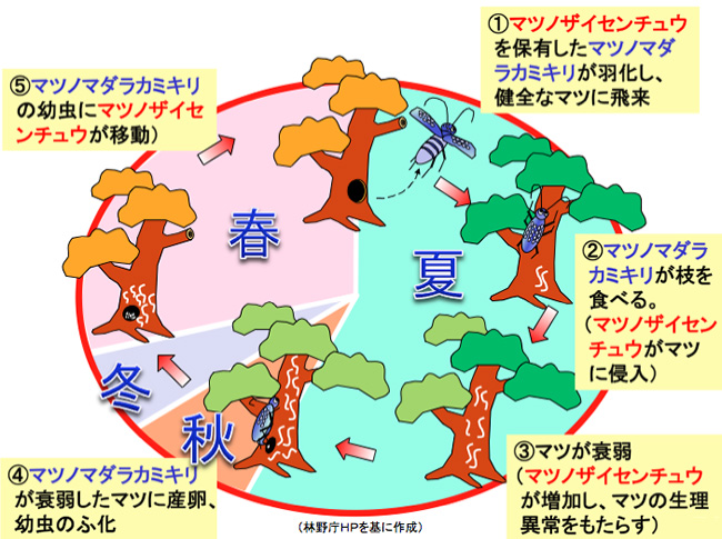 松枯れのメカニズム