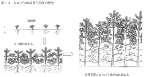 クロマツの成長