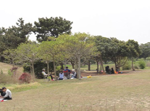 伐採後 緑影(木陰)の確保