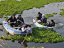 Ｈ２５年　加勢川一斉除去作業