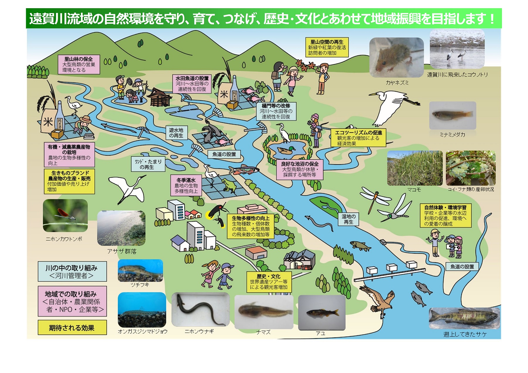 生態系ネットワーク形成イメージ図