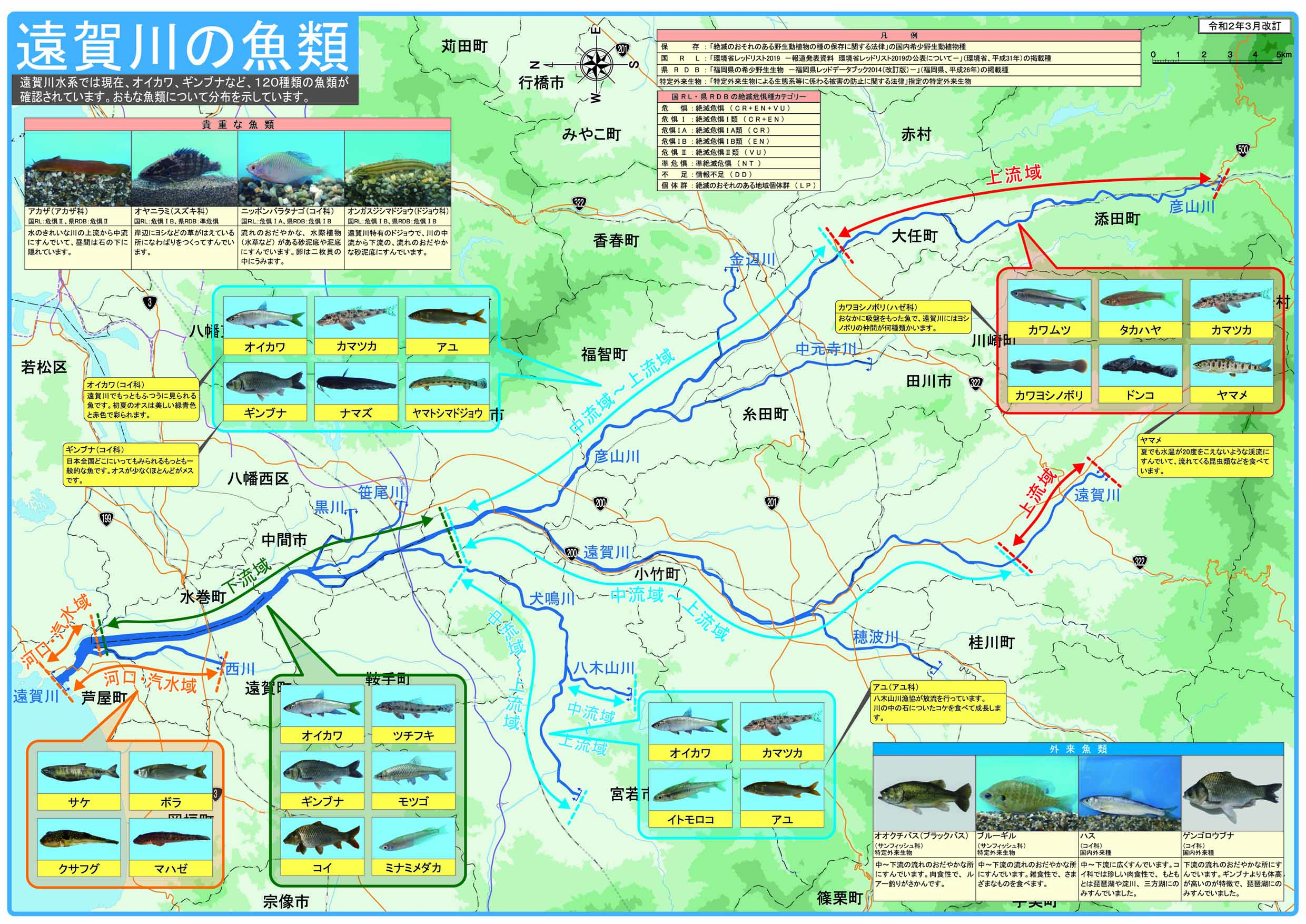 遠賀川の魚類