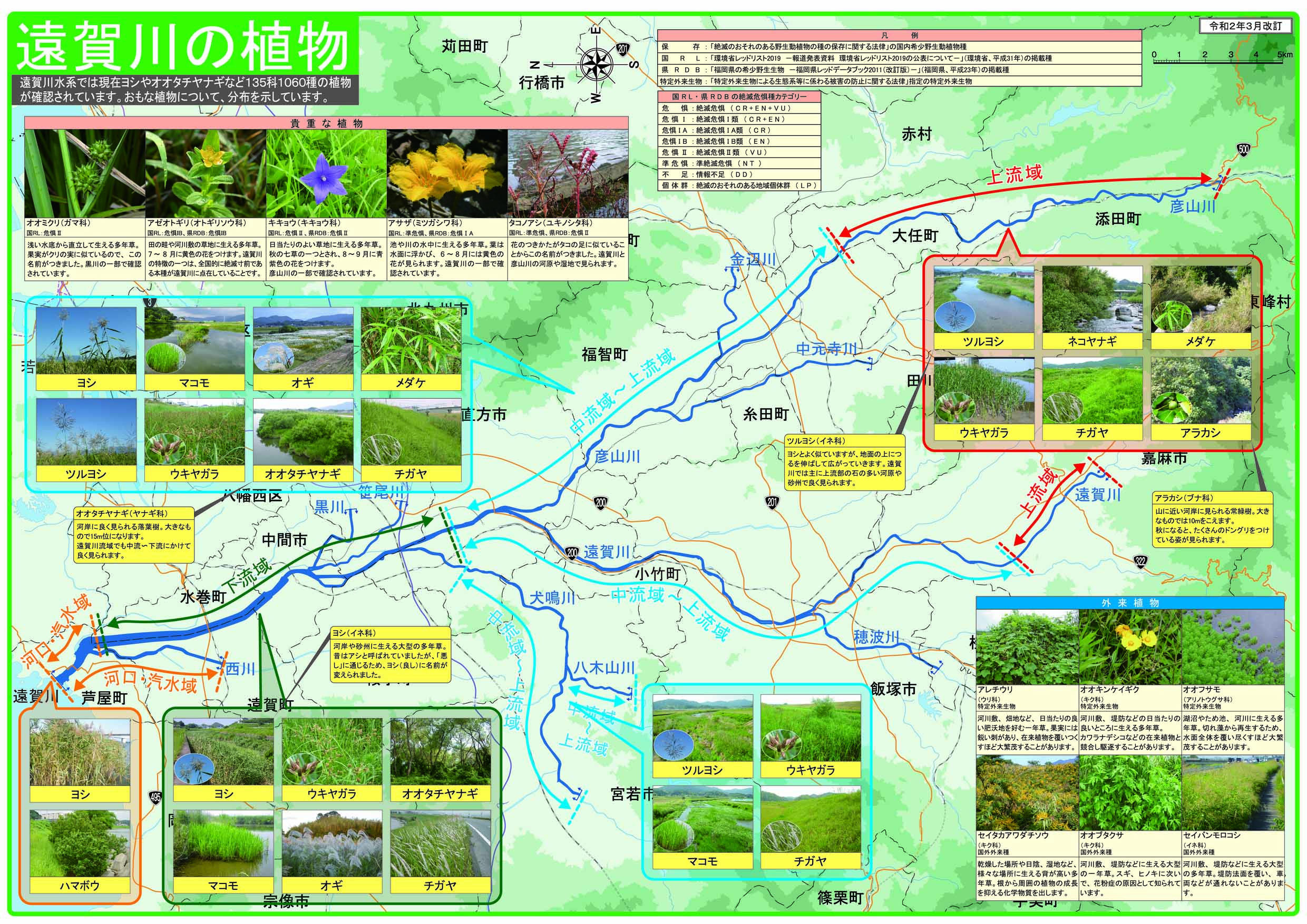 遠賀川の植物