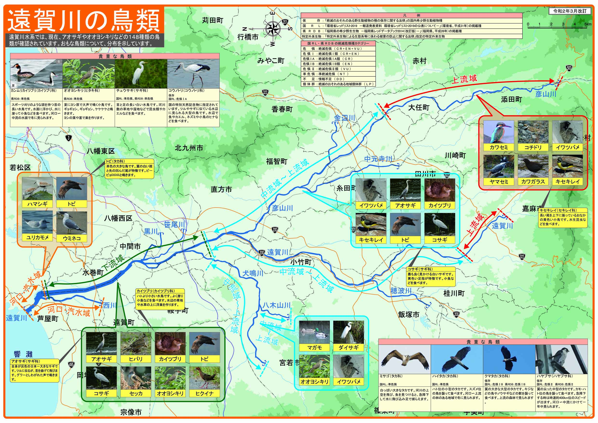 遠賀川の鳥類