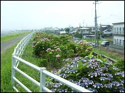 地元住民による紫陽花の植樹